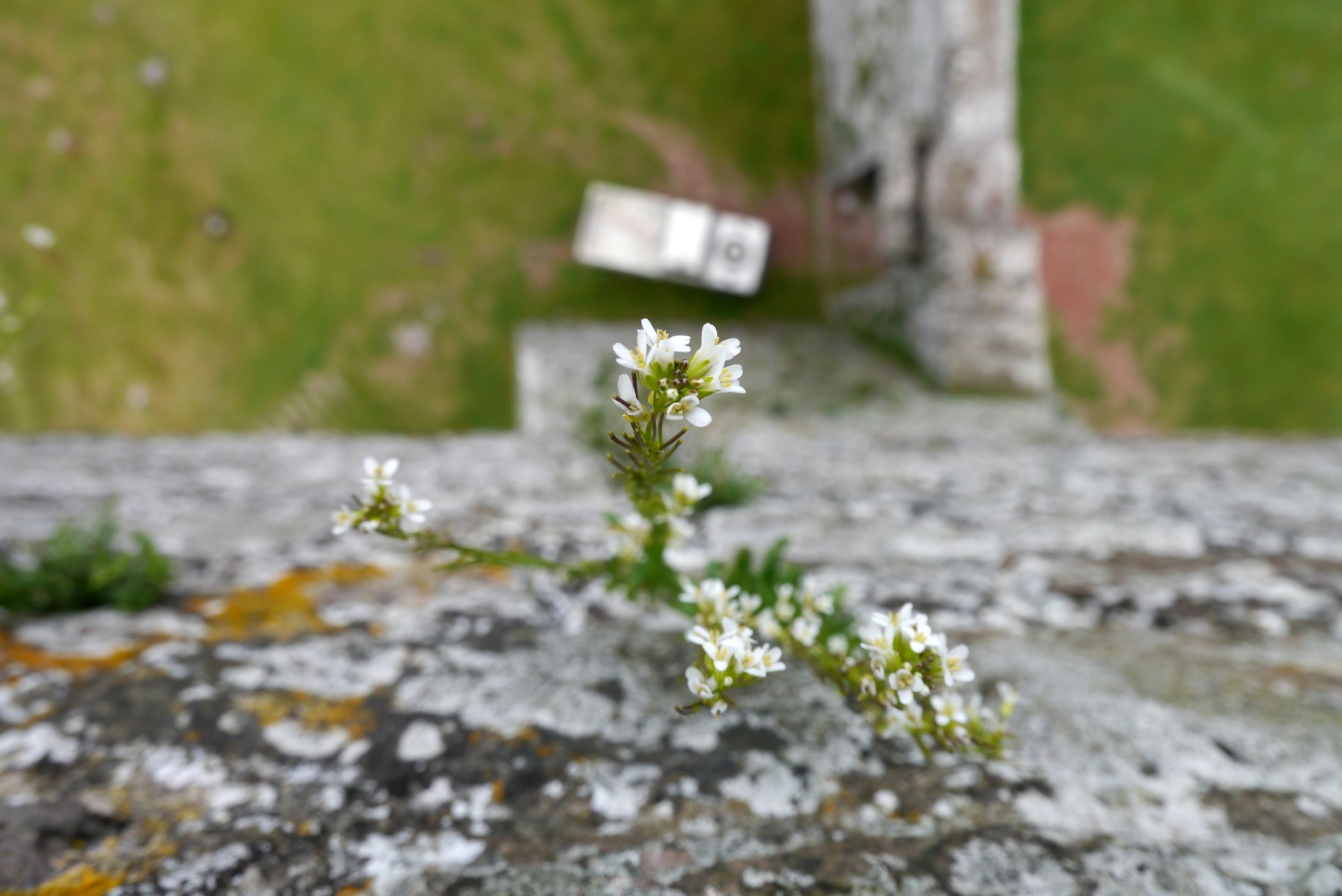 Blümchen an der Turmmauer der Burg Radicofani