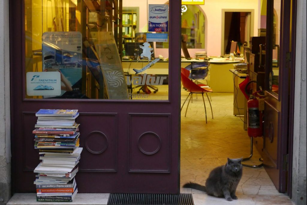 Katze im Ladeneingang