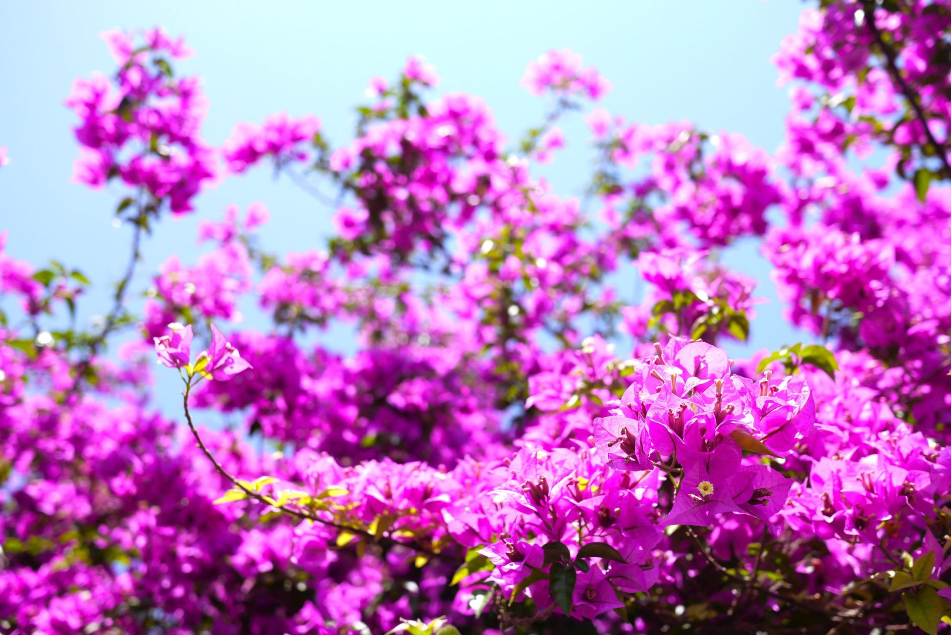 Bougainvillea