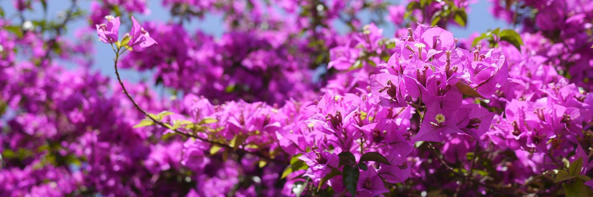 Bougainvillea in Syrakus