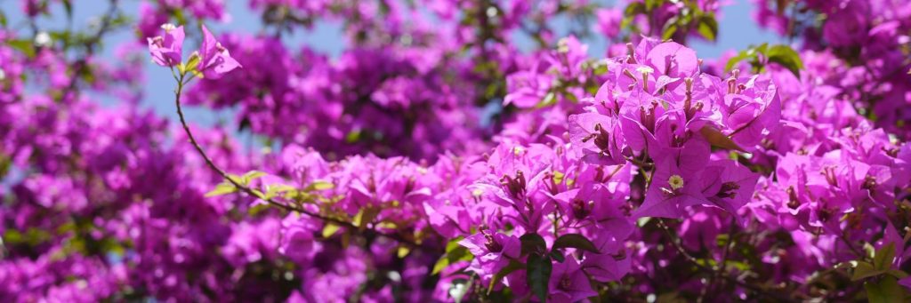 Bougainvillea in Syrakus